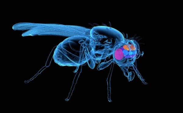 Ученые оцифровали мозг мухи и запустили ее в виртуальном мире: похоже сериал "Загрузка" становится реальностью